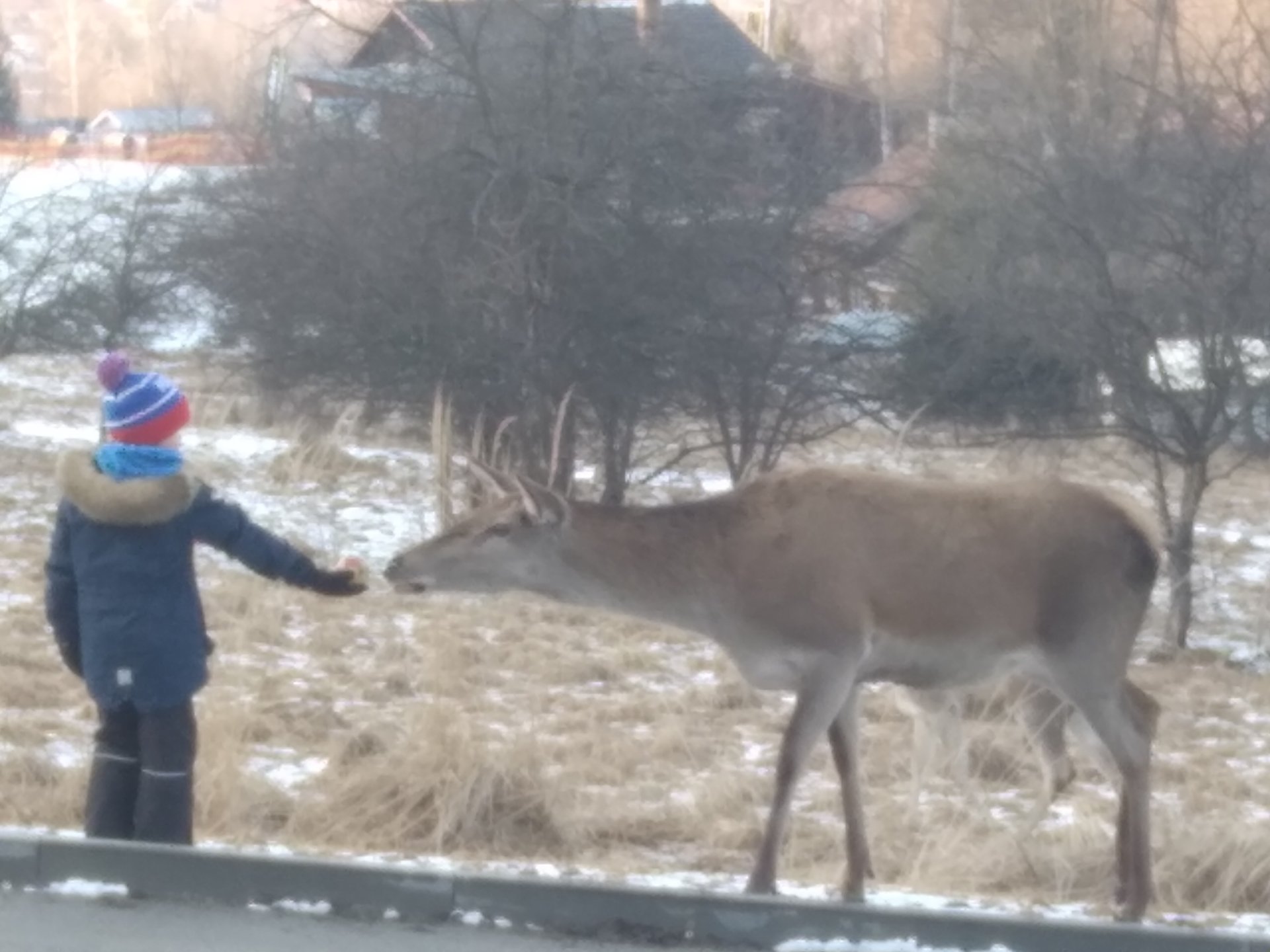 Jeleń widziany z bliska przez okno pensjonatu