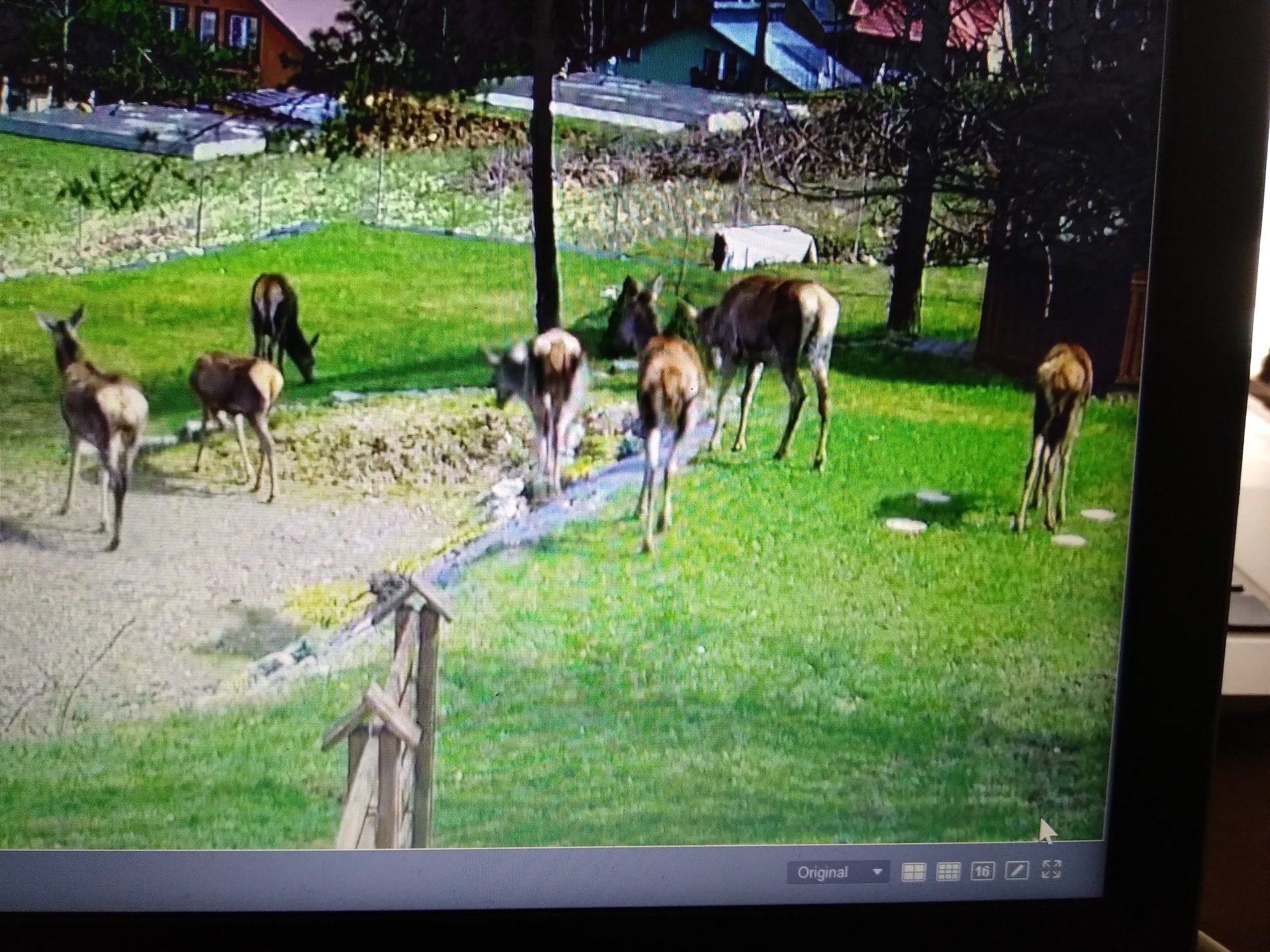 Łanie z bliska na trawniku przy pensjonacie